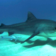 Image for article titled Top Predators May Be the Most Important Animals on Earth